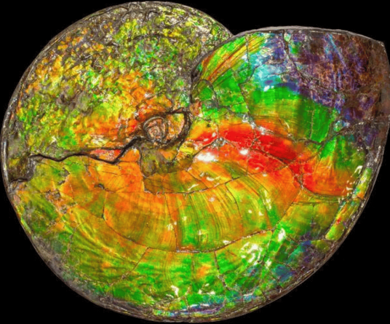 ammolite stein