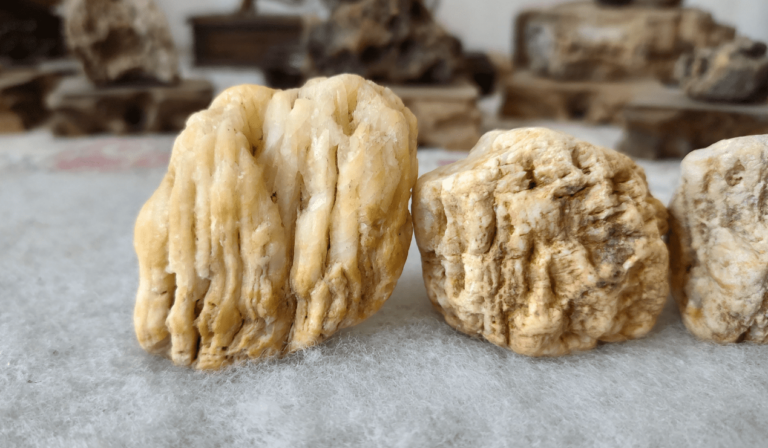Erfahren Sie mehr über Petrified Wood