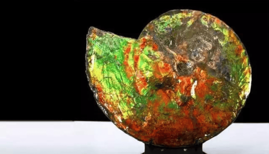 Ammolite Stein Wirkung : Was bedeutet Ammolite?